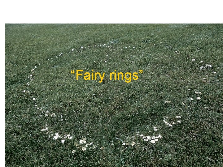 “Fairy rings” 