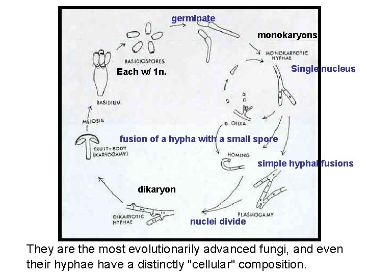 germinate monokaryons Single nucleus Each w/ 1 n. fusion of a hypha with a