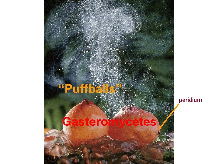 “Puffballs” peridium Gasteromycetes 