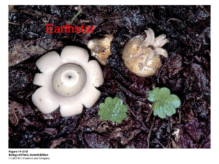 Earthstar 