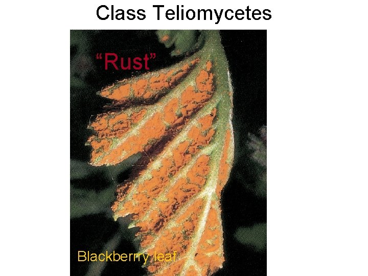 Class Teliomycetes “Rust” Blackberrry leaf 