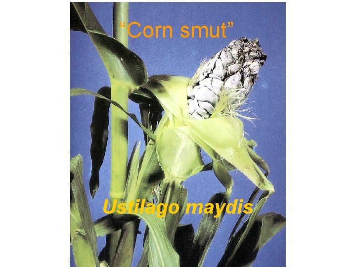 “Corn smut” Ustilago maydis 