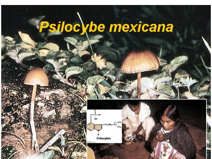 Hallucinogenic mushrooms Psilocybe mexicana 