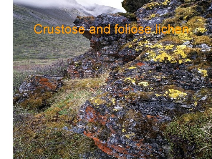 Crustose and foliose lichen 