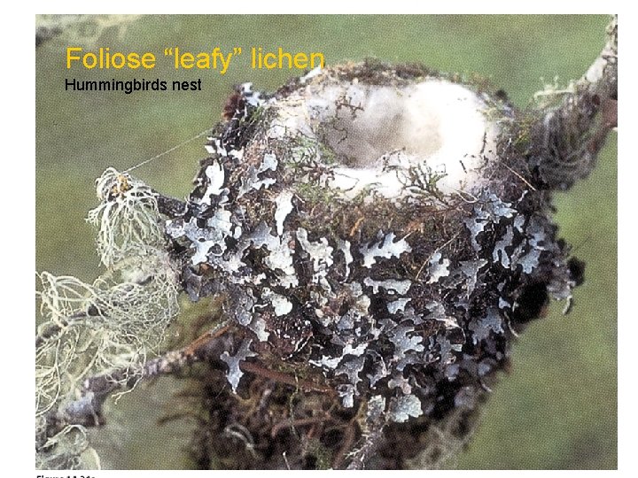 Foliose “leafy” lichen Hummingbirds nest 