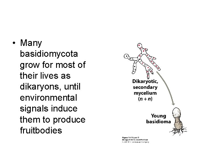  • Many basidiomycota grow for most of their lives as dikaryons, until environmental