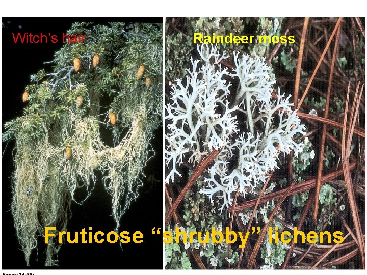 Witch’s hair Raindeer moss Fruticose “shrubby” lichens 