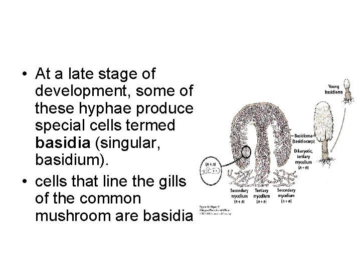  • At a late stage of development, some of these hyphae produce special