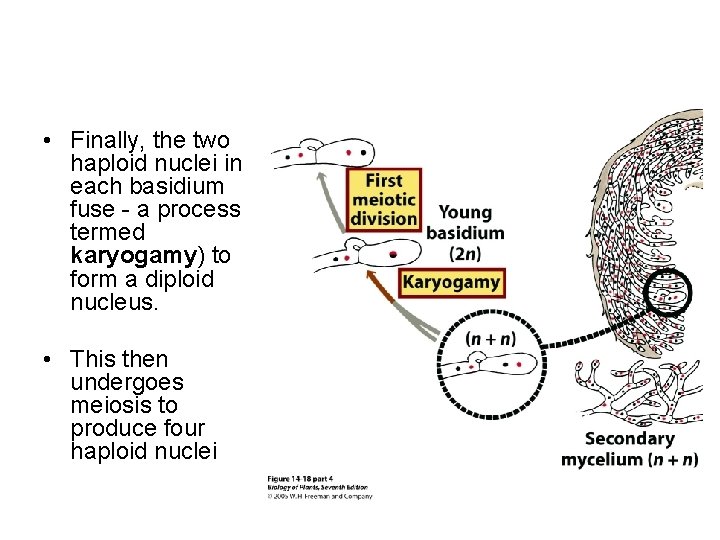  • Finally, the two haploid nuclei in each basidium fuse - a process