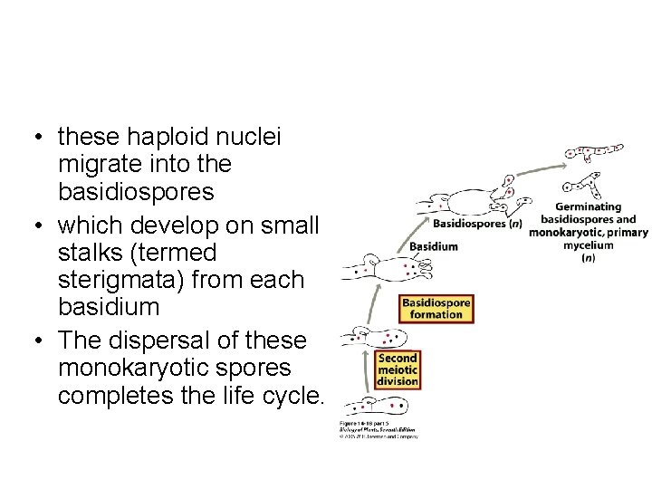  • these haploid nuclei migrate into the basidiospores • which develop on small