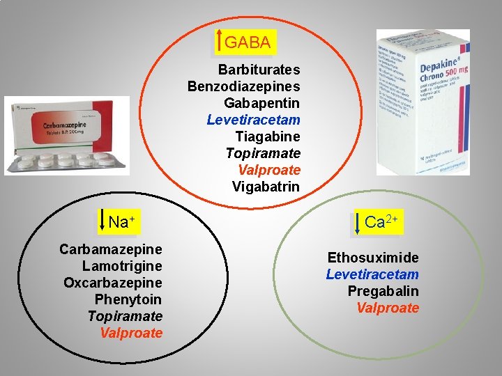  GABA Barbiturates Benzodiazepines Gabapentin Levetiracetam Tiagabine Topiramate Valproate Vigabatrin Na+ Carbamazepine Lamotrigine Oxcarbazepine