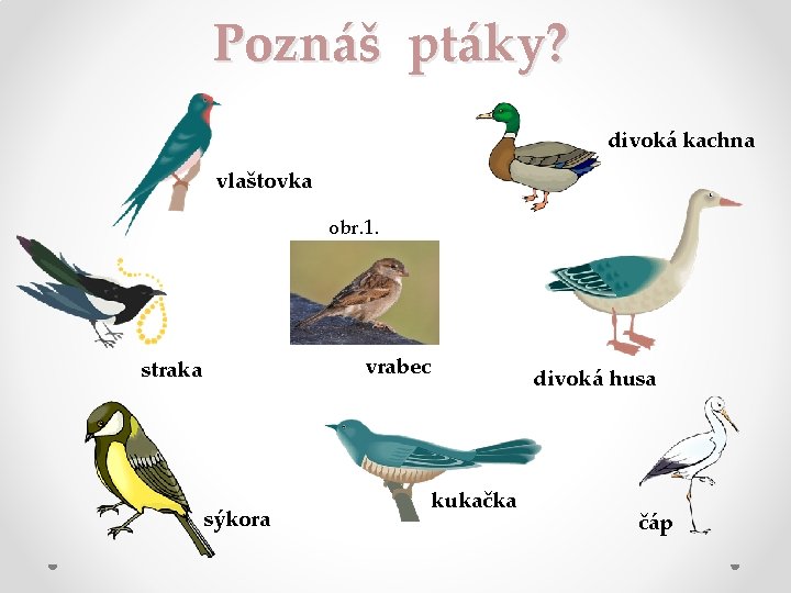 Poznáš ptáky? divoká kachna vlaštovka obr. 1. vrabec straka sýkora divoká husa kukačka čáp