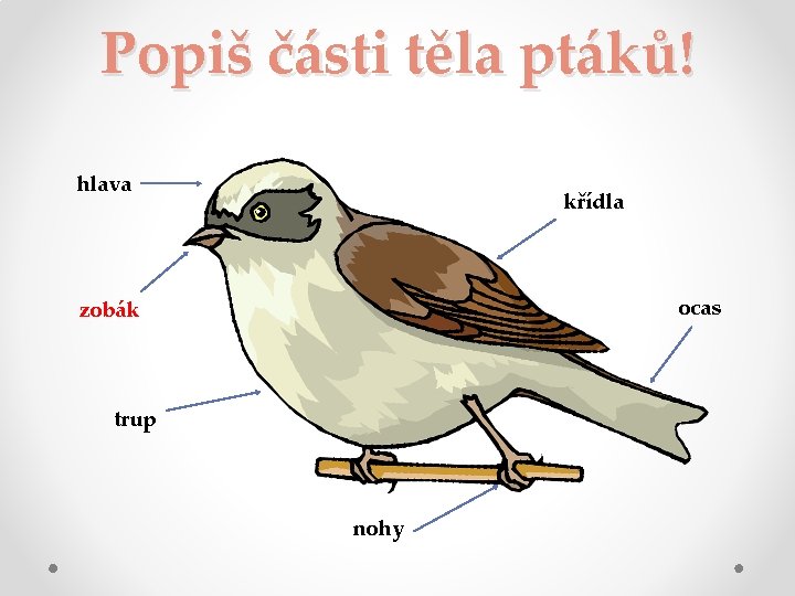 Popiš části těla ptáků! hlava křídla ocas zobák trup nohy 