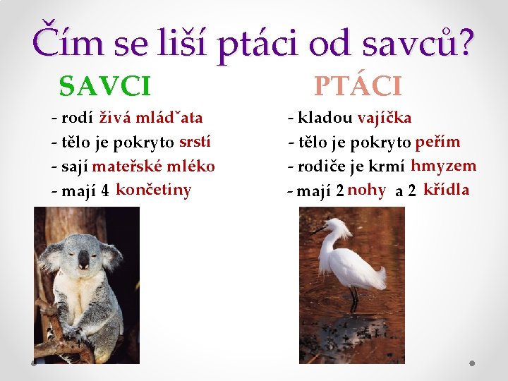 Čím se liší ptáci od savců? SAVCI - rodí živá mládˇata - tělo je