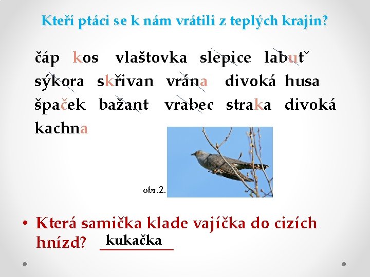 Kteří ptáci se k nám vrátili z teplých krajin? čáp kos vlaštovka slepice labutˇ