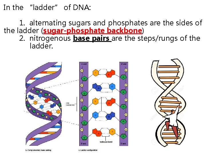 In the “ladder” of DNA: 1. alternating sugars and phosphates are the sides of