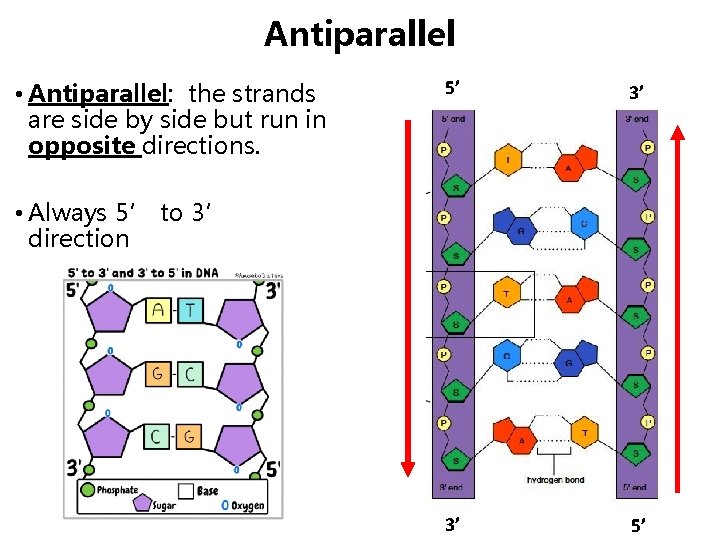 Antiparallel • Antiparallel: the strands are side by side but run in opposite directions.