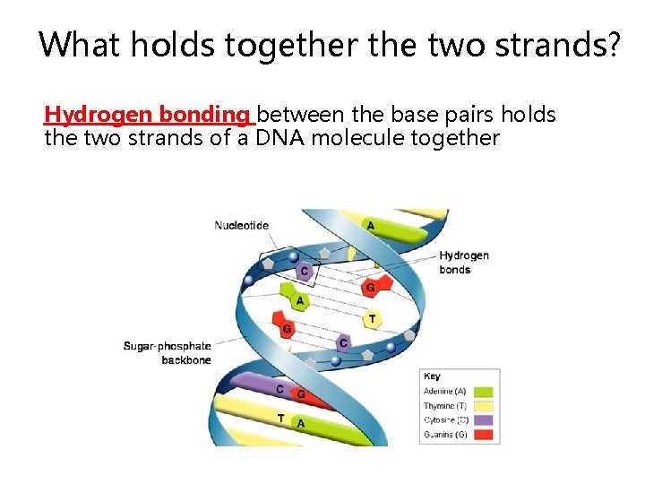 What holds together the two strands? Hydrogen bonding between the base pairs holds the