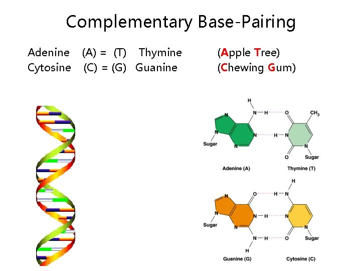 Complementary Base-Pairing Adenine (A) = (T) Thymine Cytosine (C) = (G) Guanine (Apple Tree)