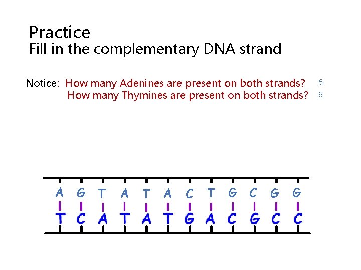 Practice Fill in the complementary DNA strand Notice: How many Adenines are present on