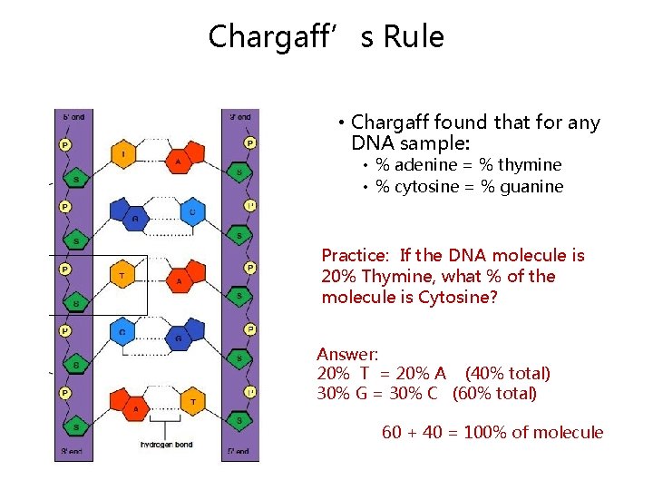 Chargaff’s Rule • Chargaff found that for any DNA sample: • % adenine =