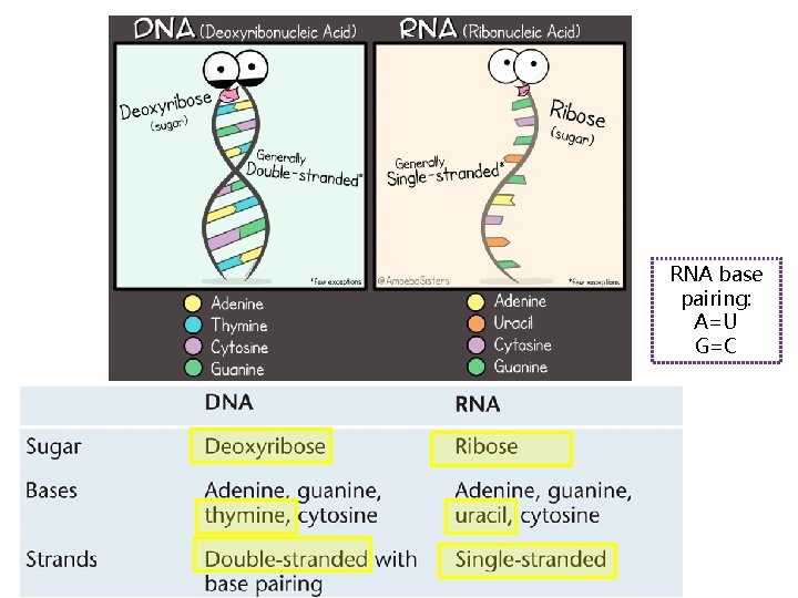 RNA base pairing: A=U G=C 