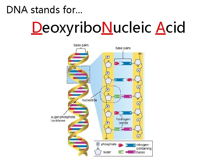 DNA stands for. . . Deoxyribo. Nucleic Acid 