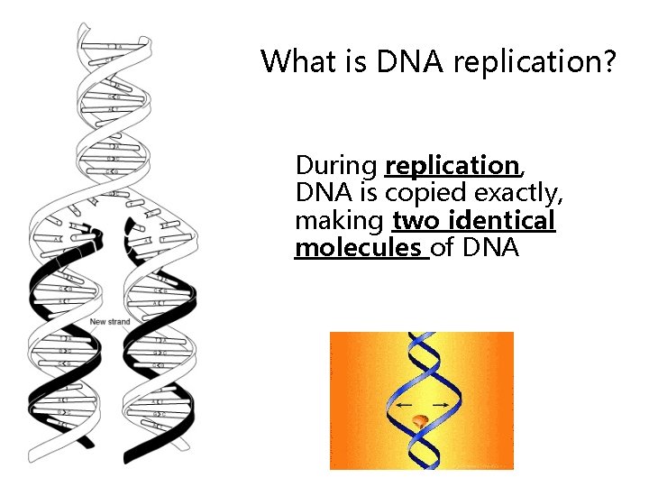 What is DNA replication? During replication, DNA is copied exactly, making two identical molecules