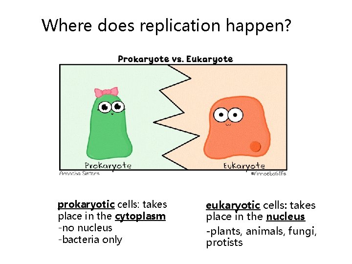Where does replication happen? prokaryotic cells: takes place in the cytoplasm -no nucleus -bacteria