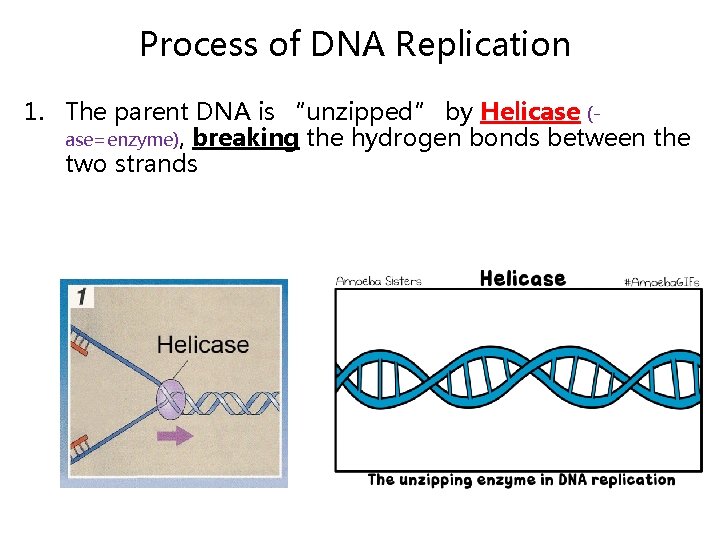 Process of DNA Replication 1. The parent DNA is “unzipped” by Helicase (ase=enzyme), breaking