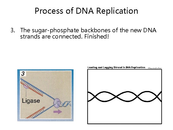 Process of DNA Replication 3. The sugar-phosphate backbones of the new DNA strands are