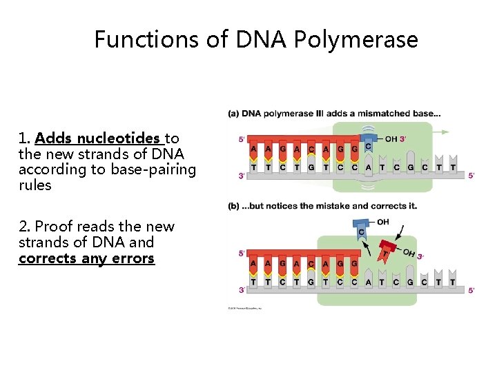 Functions of DNA Polymerase 1. Adds nucleotides to the new strands of DNA according