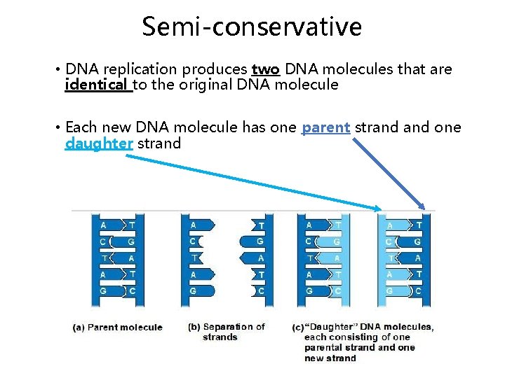 Semi-conservative • DNA replication produces two DNA molecules that are identical to the original