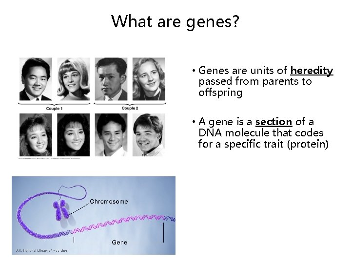 What are genes? • Genes are units of heredity passed from parents to offspring