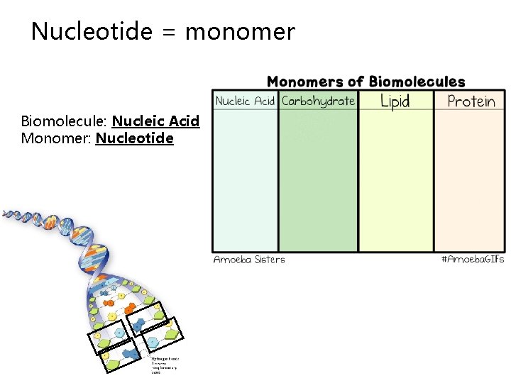 Nucleotide = monomer Biomolecule: Nucleic Acid Monomer: Nucleotide 