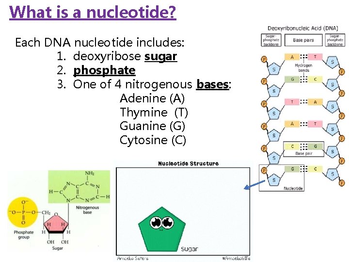 What is a nucleotide? Each DNA nucleotide includes: 1. deoxyribose sugar 2. phosphate 3.