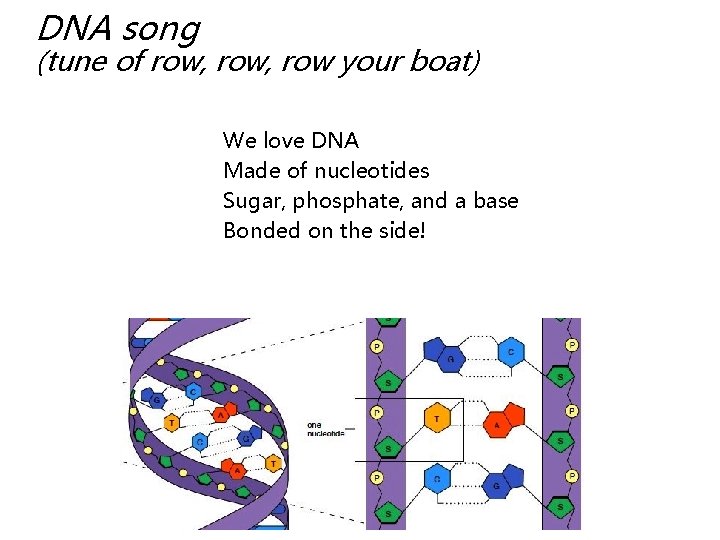DNA song (tune of row, row your boat) We love DNA Made of nucleotides