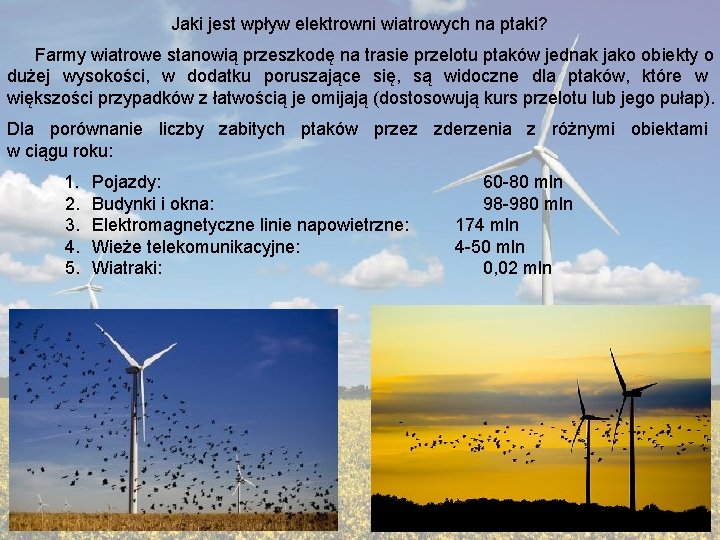Jaki jest wpływ elektrowni wiatrowych na ptaki? Farmy wiatrowe stanowią przeszkodę na trasie przelotu