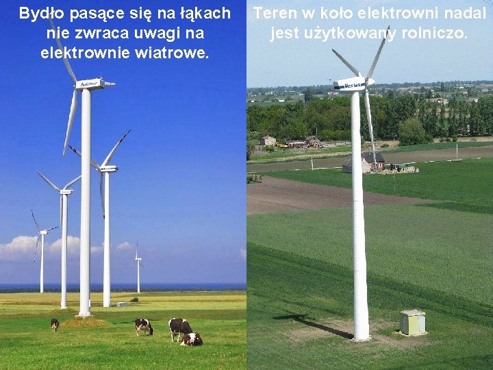 Bydło pasące się na łąkach nie zwraca uwagi na elektrownie wiatrowe. Teren w koło