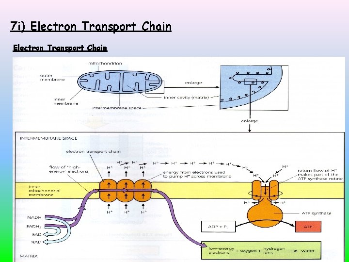 7 i) Electron Transport Chain 