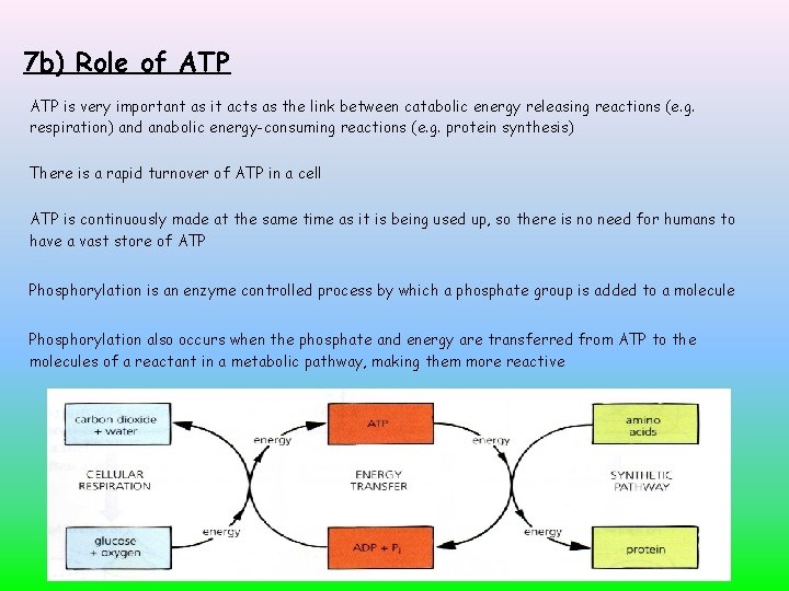 7 b) Role of ATP is very important as it acts as the link