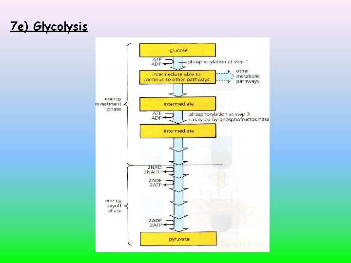 7 e) Glycolysis 