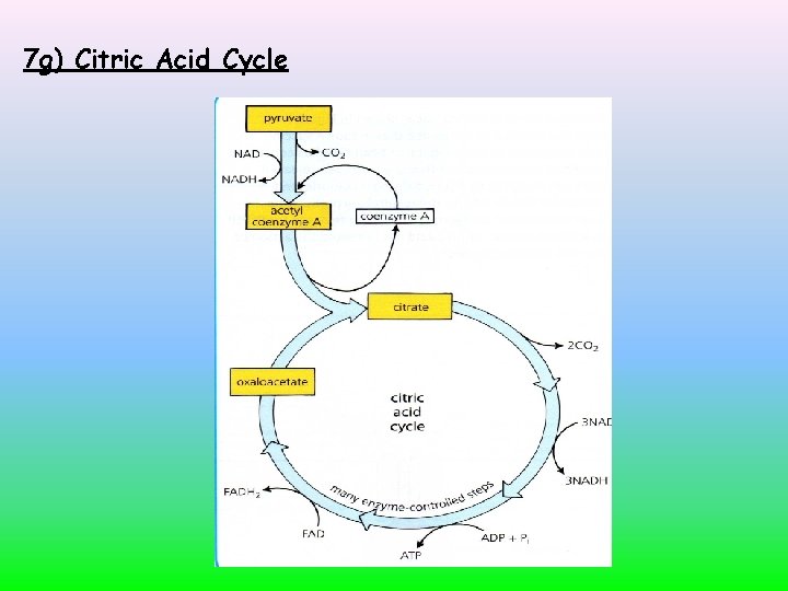 7 g) Citric Acid Cycle 