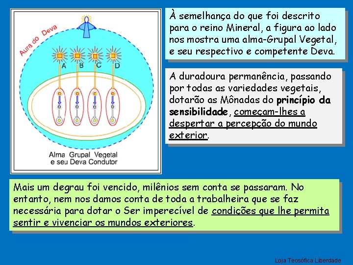 À semelhança do que foi descrito para o reino Mineral, a figura ao lado