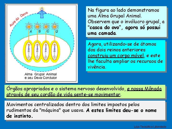 Na figura ao lado demonstramos uma Alma Grupal Animal. Observem que o invólucro grupal,