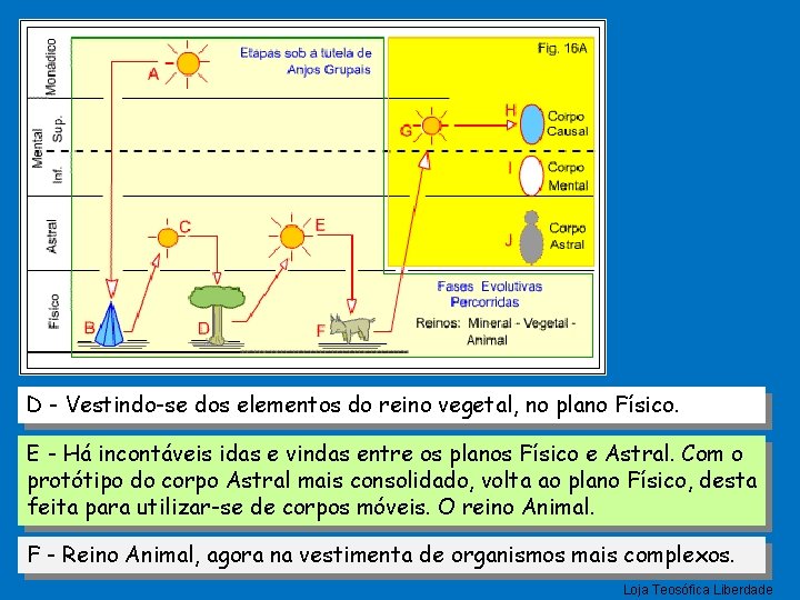 D - Vestindo-se dos elementos do reino vegetal, no plano Físico. E - Há