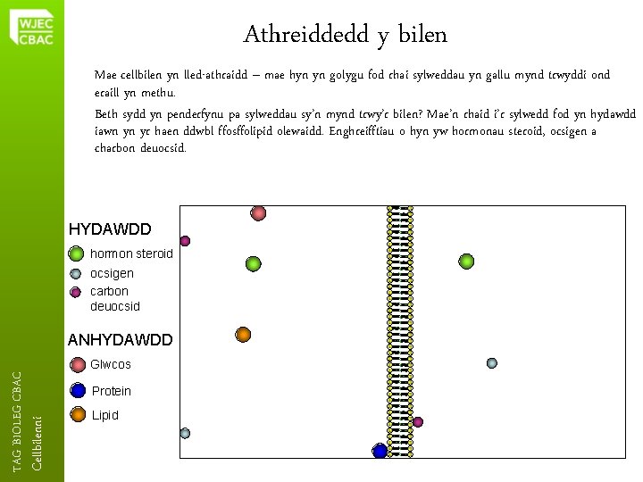Athreiddedd y bilen Mae cellbilen yn lled-athraidd – mae hyn yn golygu fod rhai