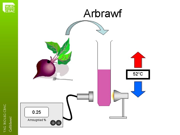 Arbrawf Cellbilenni TAG BIOLEG CBAC 52°C 0. 25 Amsugniad % 