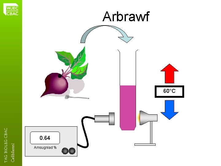 Arbrawf Cellbilenni TAG BIOLEG CBAC 60°C 0. 64 Amsugniad % 