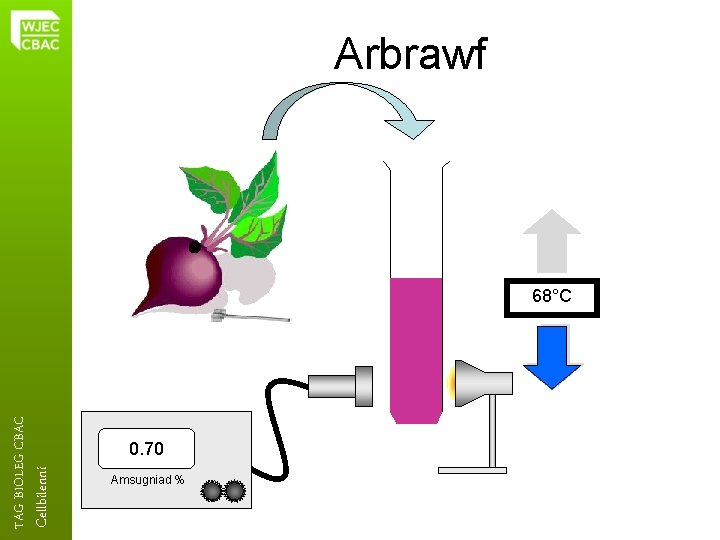 Arbrawf Cellbilenni TAG BIOLEG CBAC 68°C 0. 70 Amsugniad % 